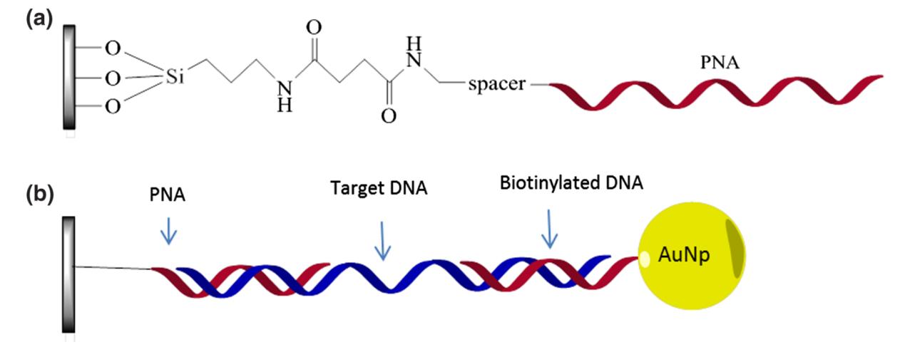 Peptide nucleic acid probe for DNA detection.