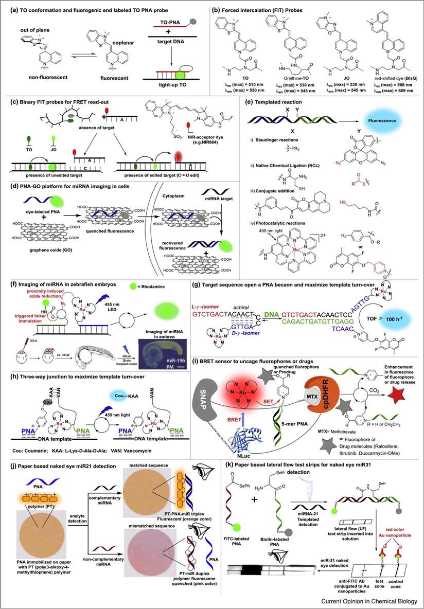 Using Peptide nucleic acid (PNA) for detecting nucleic acid.
