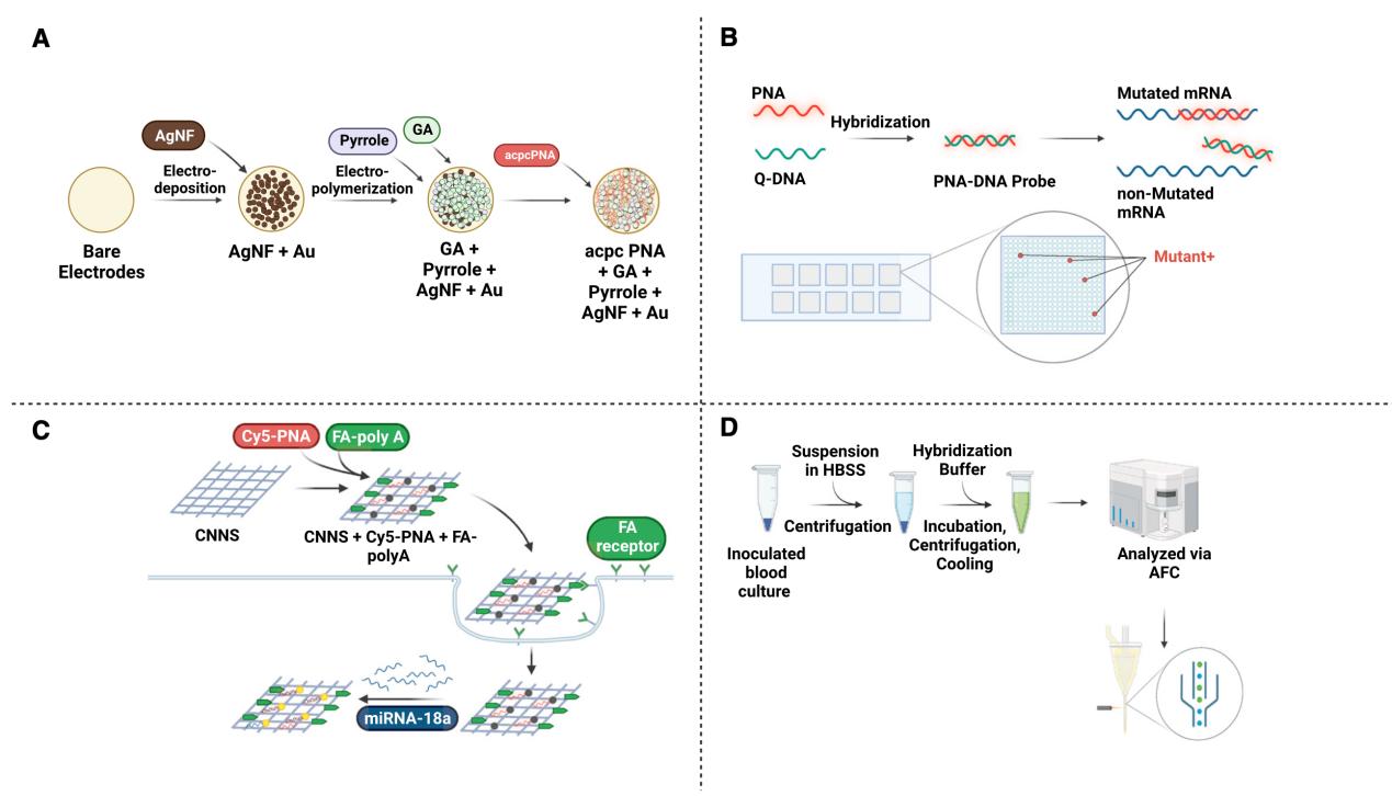 Applications of Peptide nucleic acid (PNA) as diagnostic agents.
