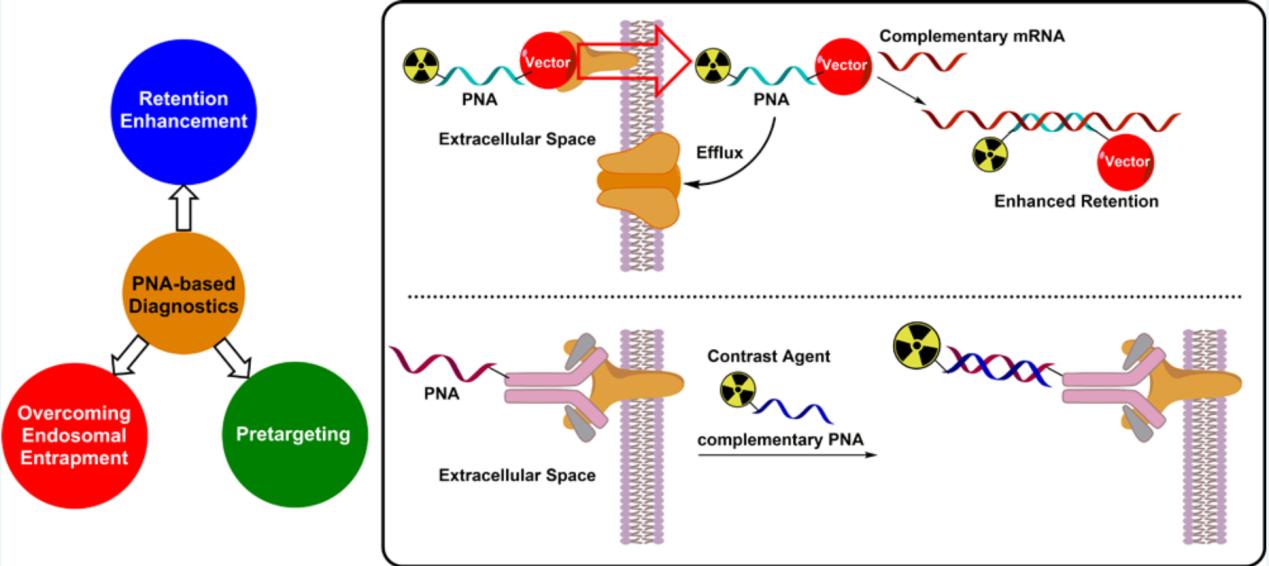 Peptide nucleic acid (PNA) was used as the contrast agent.