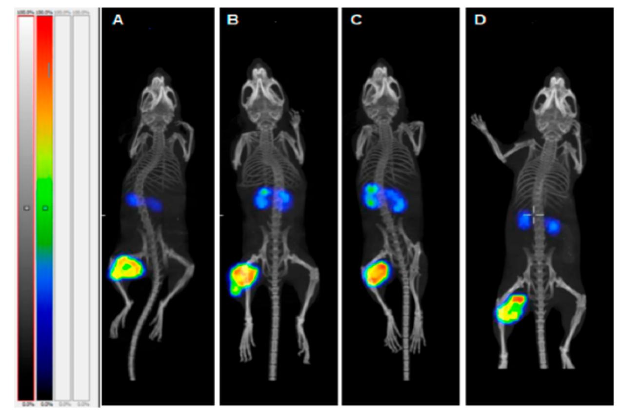 Mice were pretreated with a HER2-affibody−Peptide nucleic acid (PNA) conjugate.