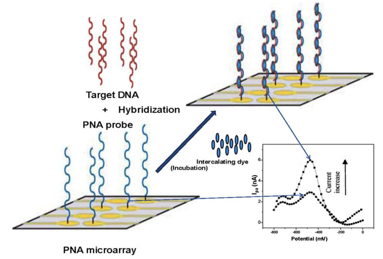 Diagrammatic representation of Peptide nucleic acid (PNA)-based microarray.