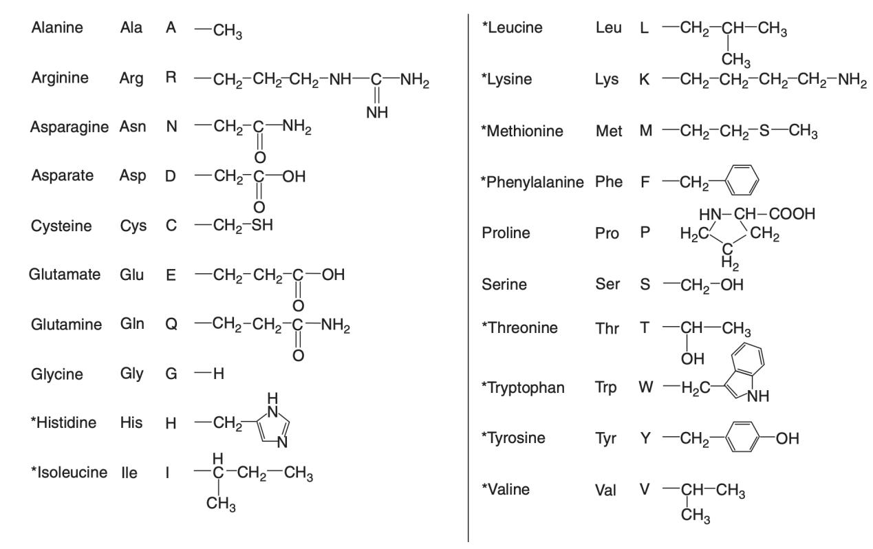20 common amino acids.