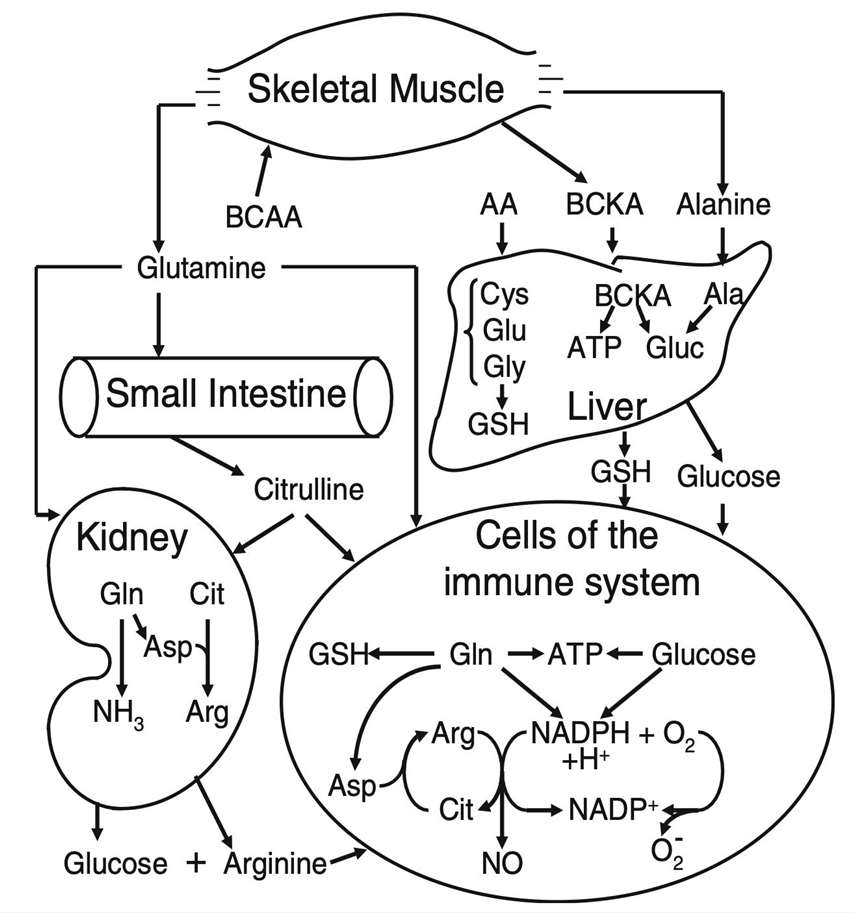amino acids inter-organ metabolism.