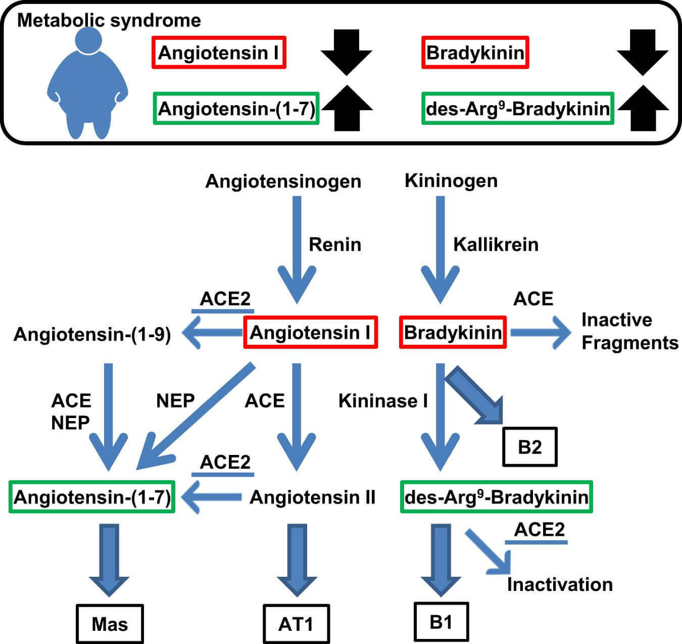 The possible biomarkers for metabolic syndrome. 