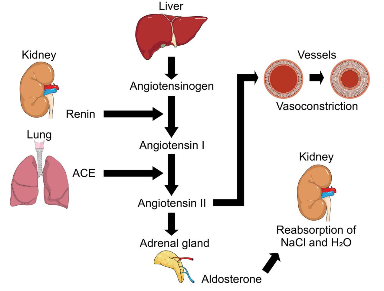 Representation of Renin-Angiotensin-Aldosterone System.
