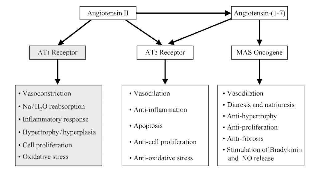 Angiotensin II Action.