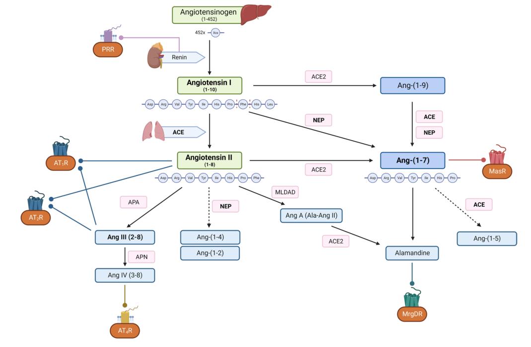 The proteolytic cascade of the Renin-Angiotensin-Aldosterone System.