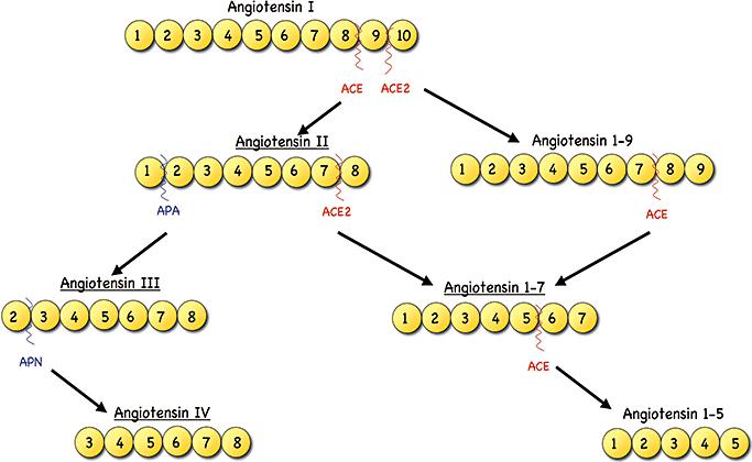 Angiotensin peptide structure and fragments. 