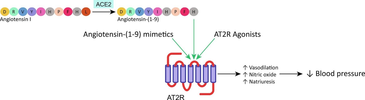 The angiotensin-(1–9) in hypertension. 