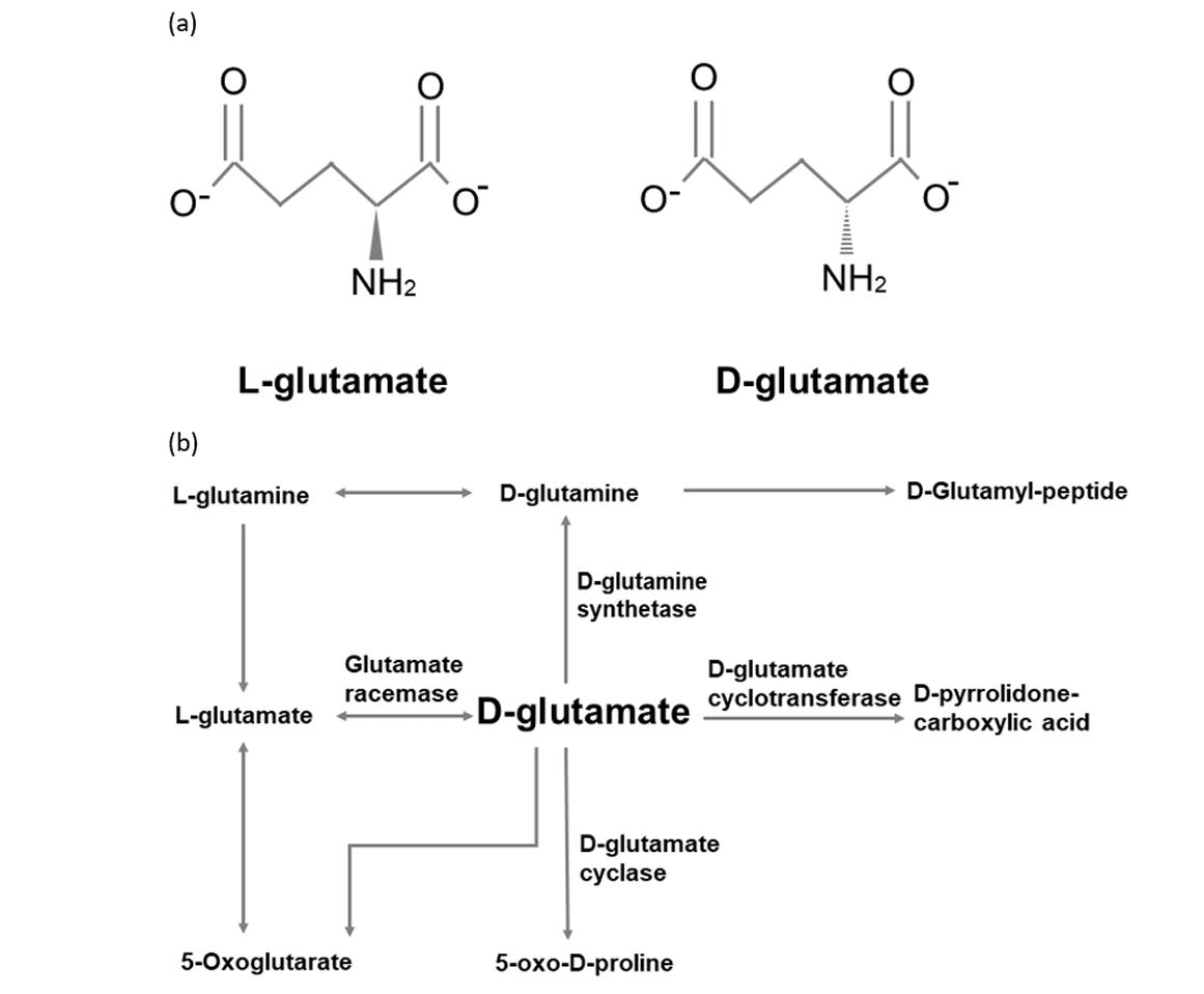 D-glutamate and L-glutamate.