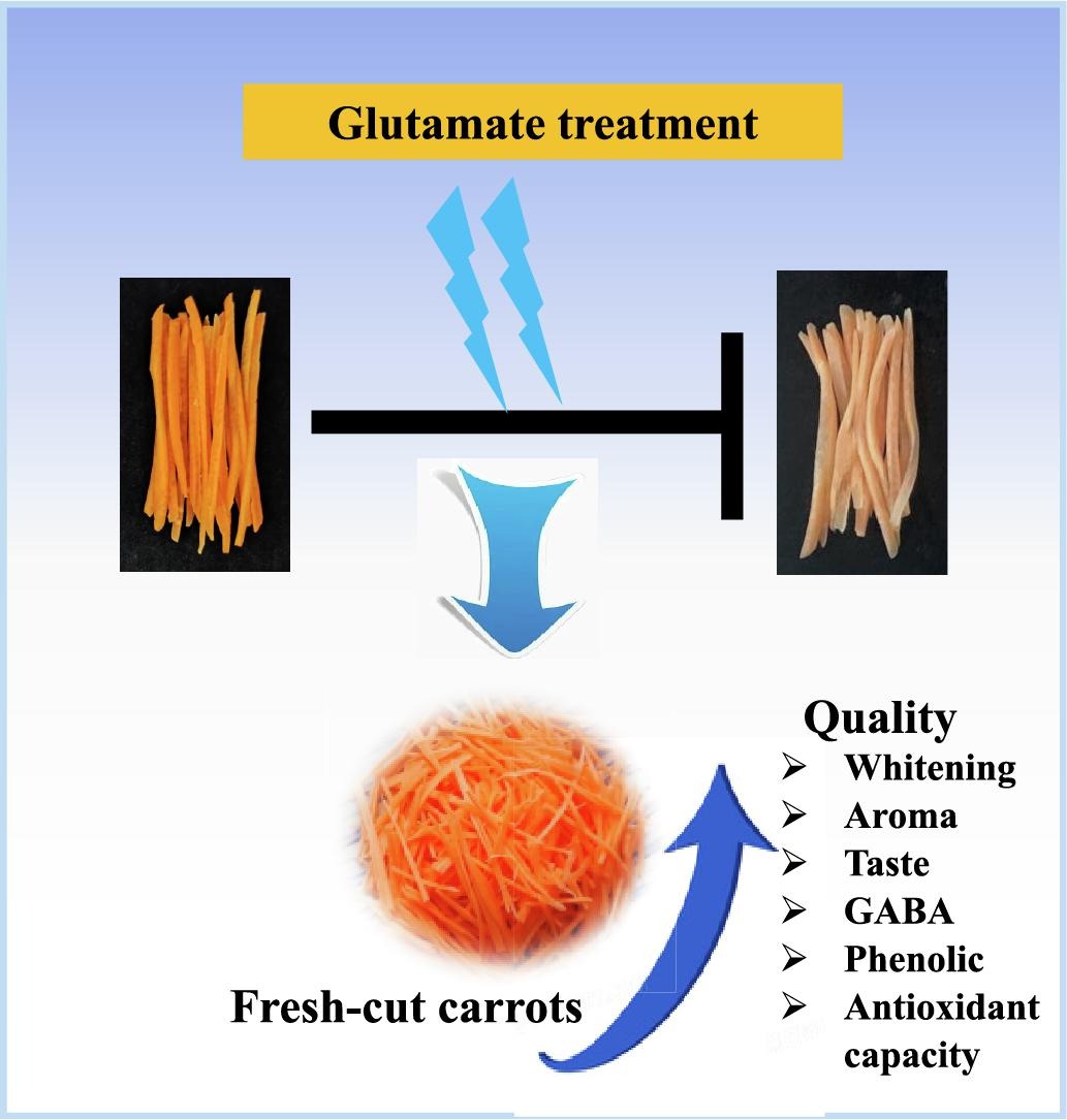 Glutamate(Glu) maintains quality and antioxidant capacity of fresh-cut carrots.