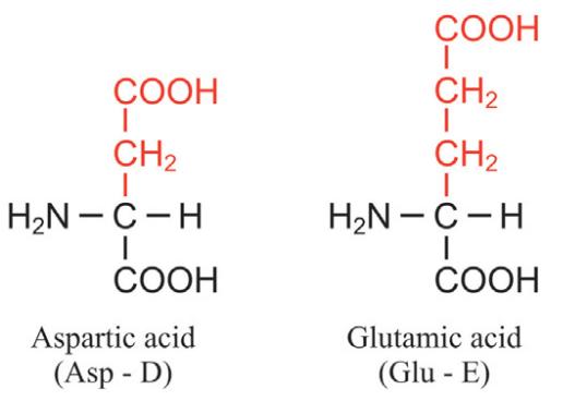 The Acidic Amino Acids.