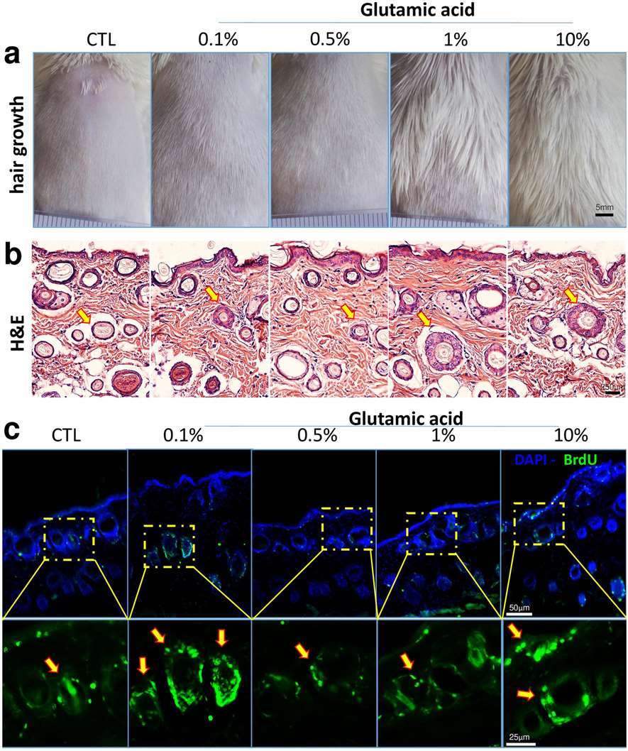 Glutamic acid(Glu) stimulates hair growth and increased BrdU + cells.