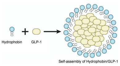 Fig.10 Structure of GLP-1 encapsulated by hydrophobic protein.