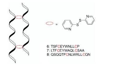 Fig.7 Peptide molecules form dimers through disulfide bonds.