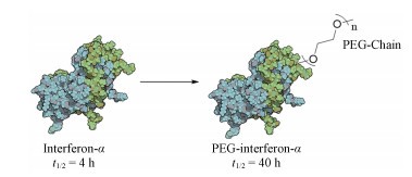 Fig.9 Diagram of PEG-modified interferon alpha.