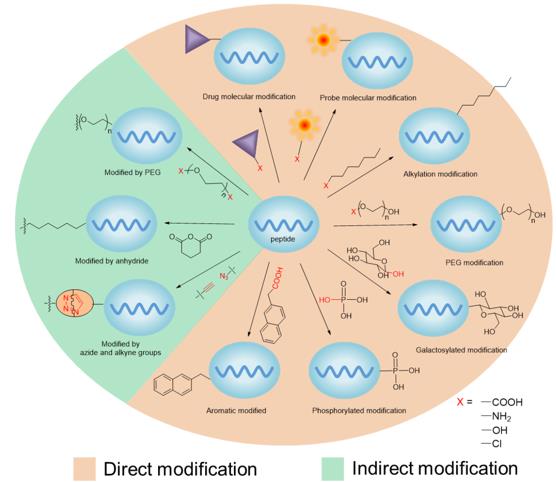 Fig.1 Common methods of direct and indirect peptide modification.