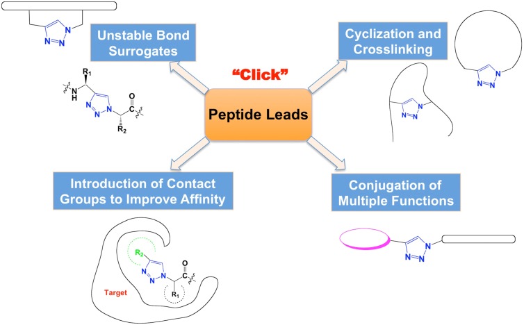 Fig.2 Several applications of click chemistry in peptide drug discovery.
