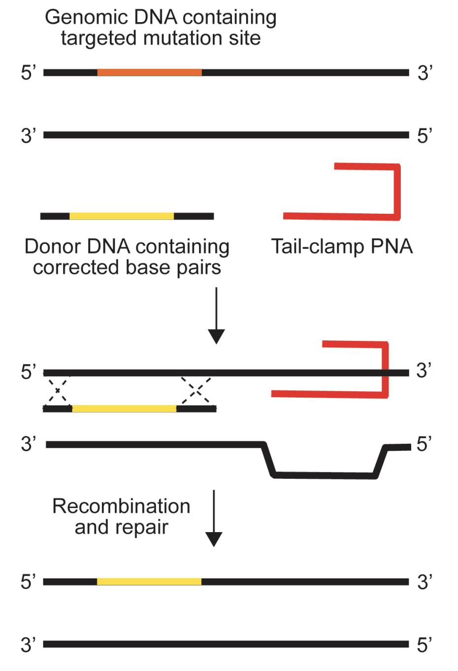 Triplex-forming oligonucleotides gene editing. 