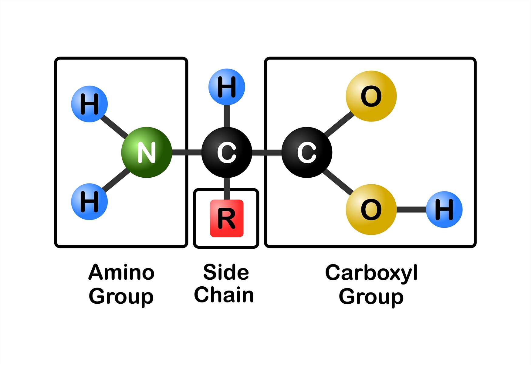 Amino Acid Synthesis Services