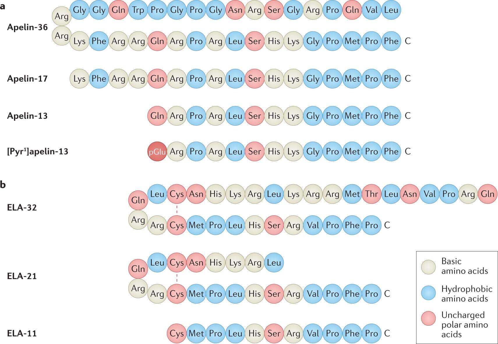 Peptide sequences of apelin and ELA isoforms.