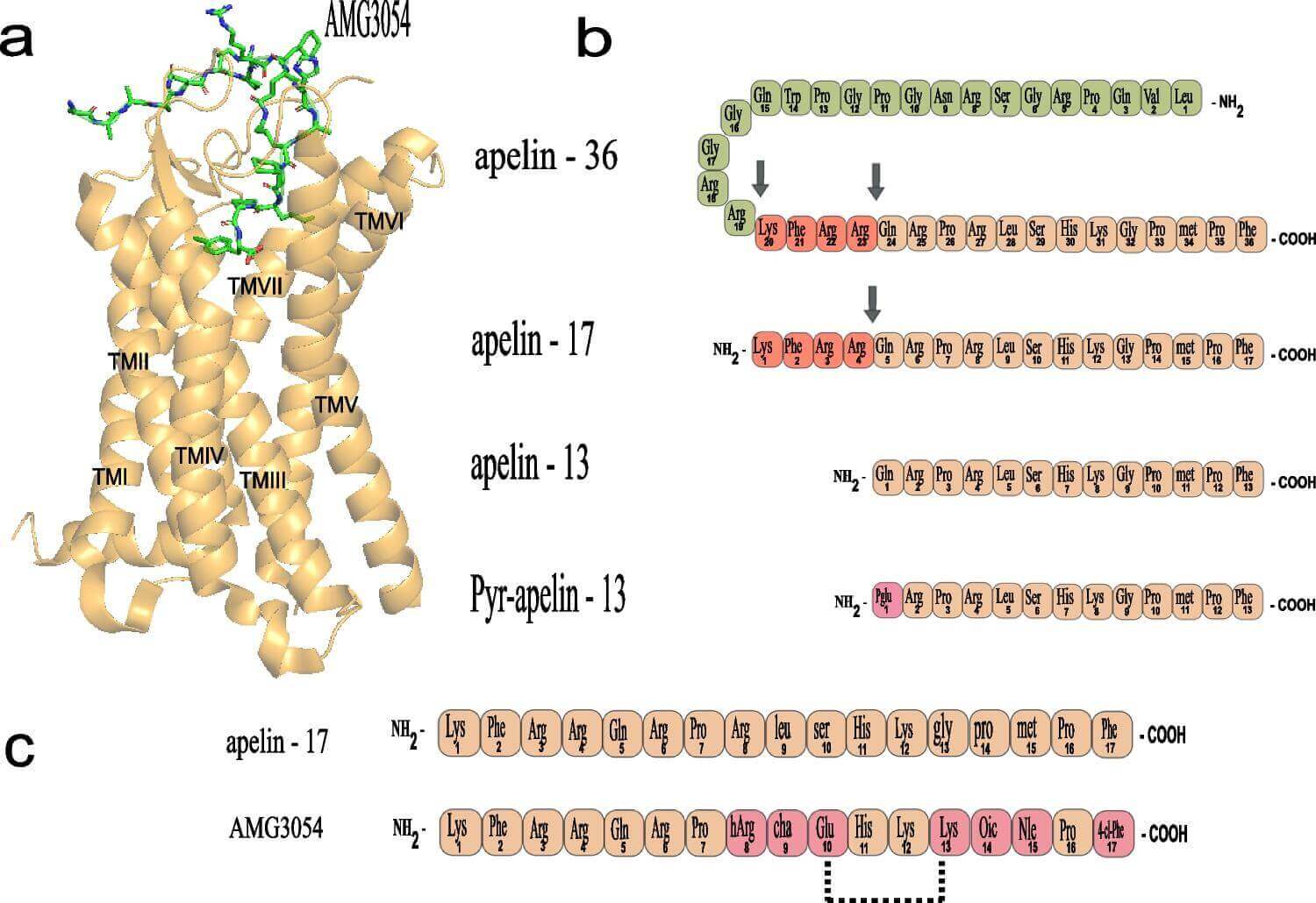 apelin peptide isoforms amino acid sequence.