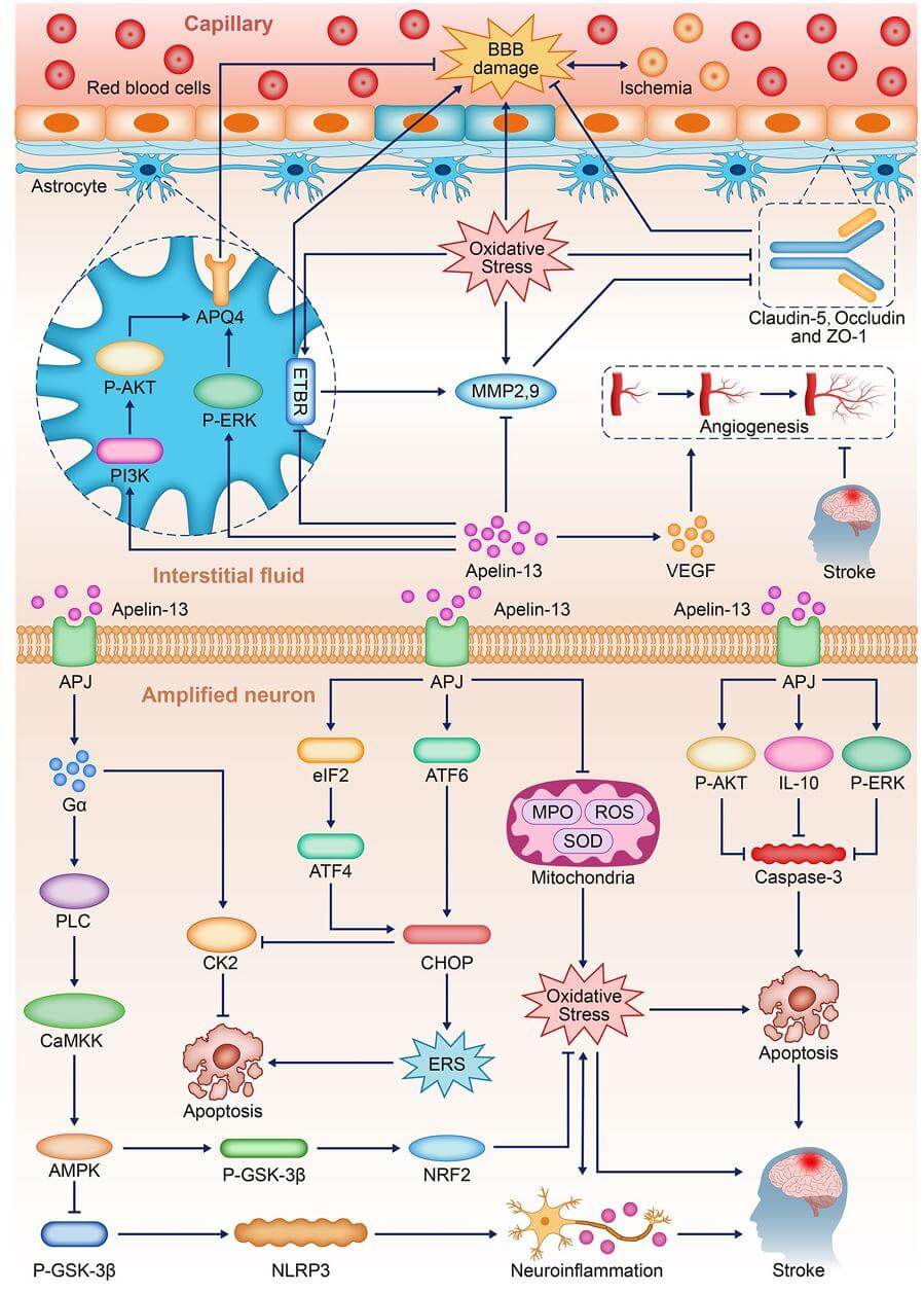 Summary of the main mechanisms and signaling path ways of apelin-13 in regulating stroke.