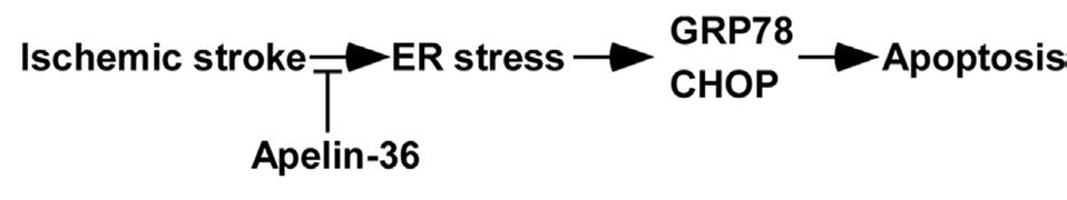 Schematic diagram of apelin-36’s effect.