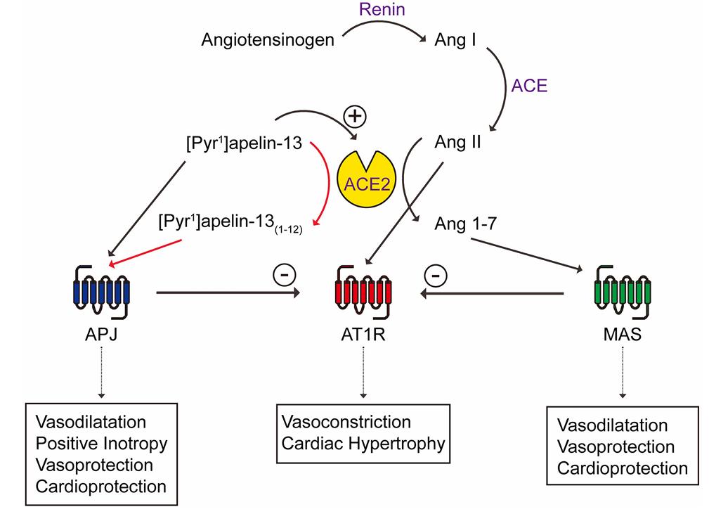 Interactions between apelin/apelin receptor with ACE2 of the renin angiotensin system. 