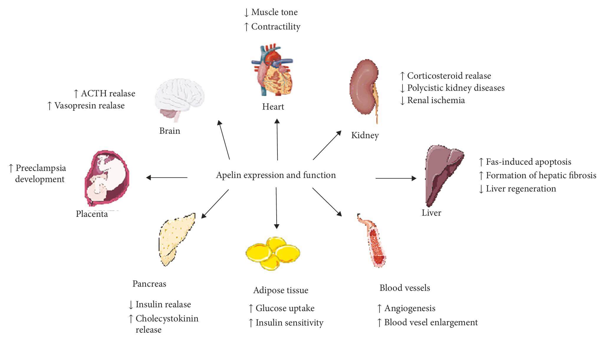 The expression and function of apelin in the organism. 
