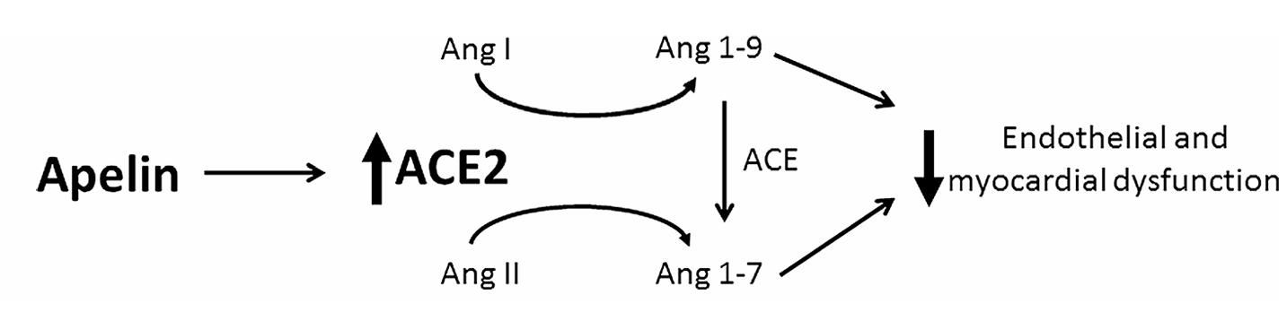 Antagonism between apelin and APJ system.