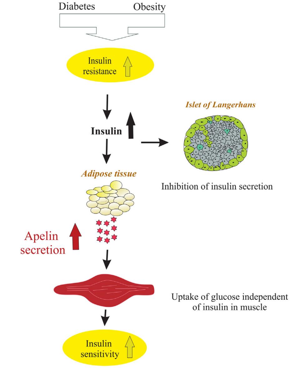 The treatment of mouse with apelin-13.
