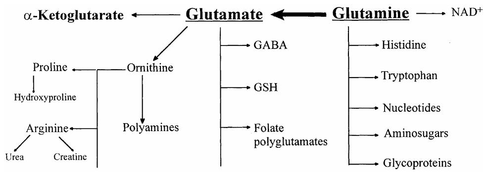Metabolic products derived from glutamine (Gln).