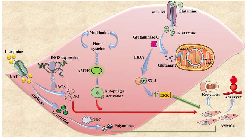 The amino acids metabolism during VSMC reprogramming.