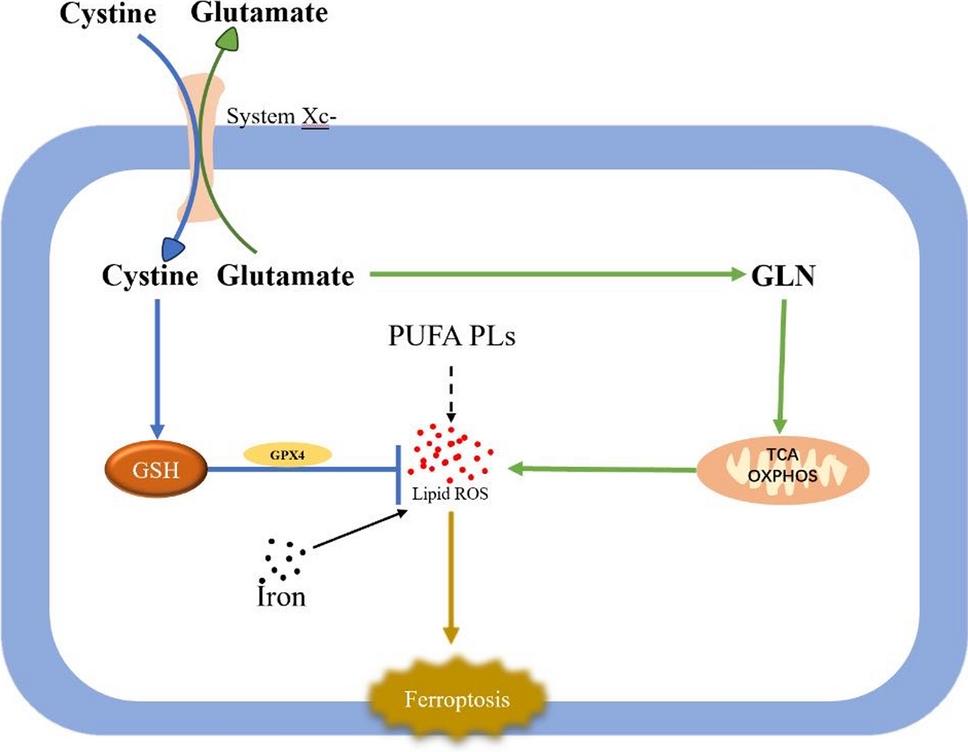 Glutamine(Gln) induces ferroptosis.