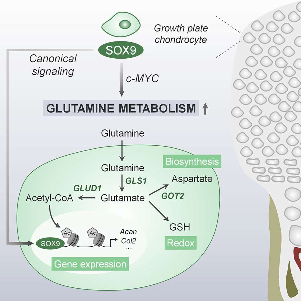 Glutamine(Gln) regulates chondrocyte identity and function.