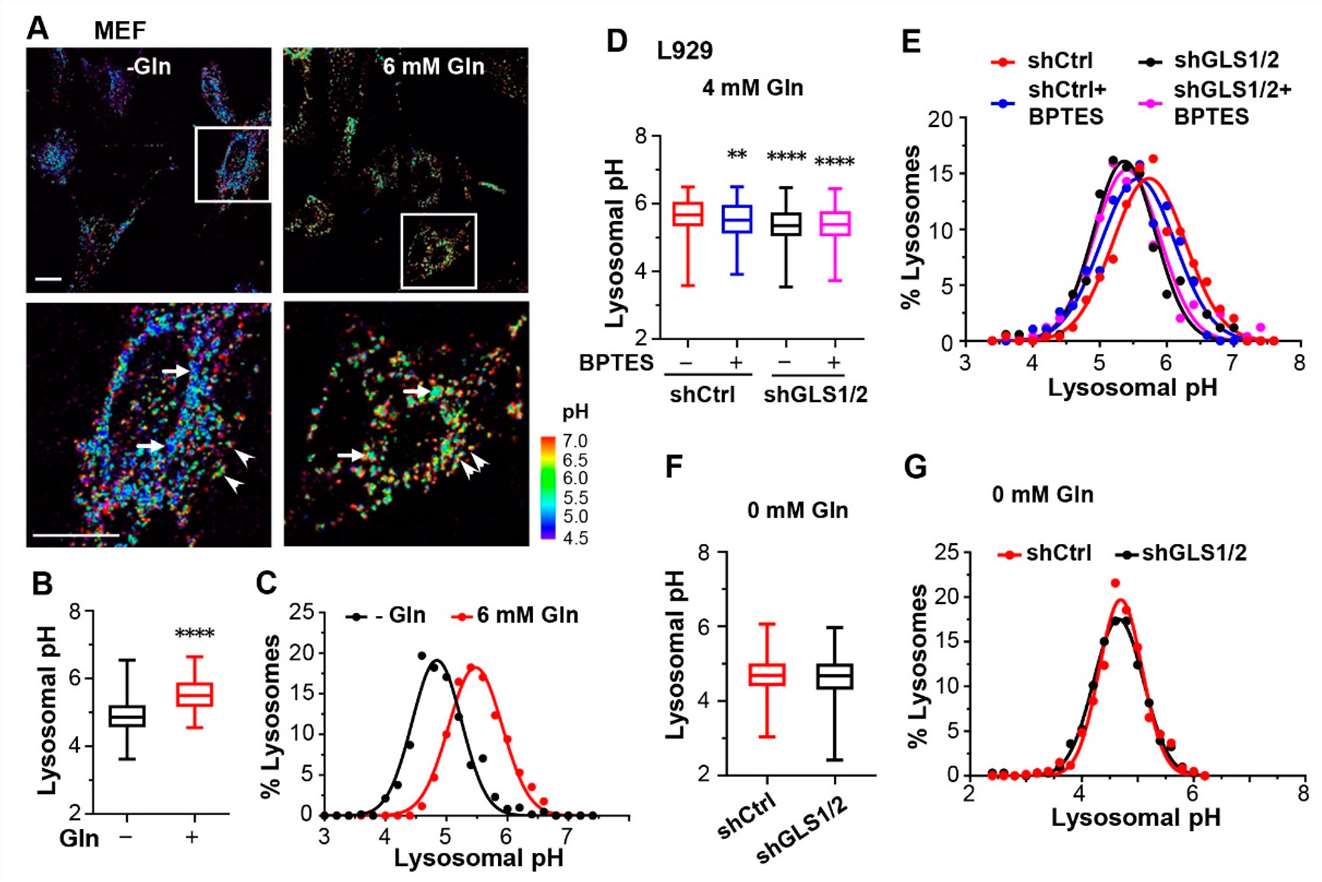 Glutamine(Gln) alkalizes lysosomes.