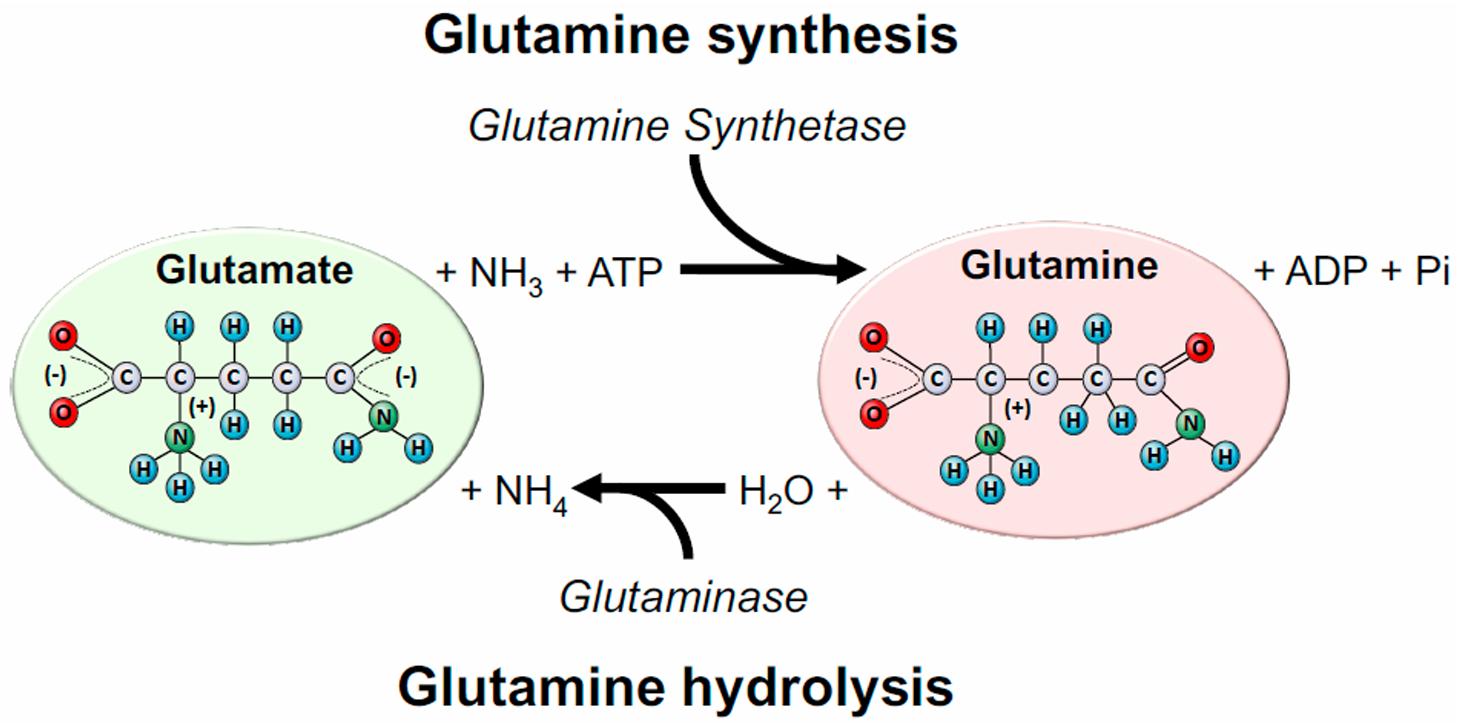 Glutamine (Gln) synthesis and hydrolysis.