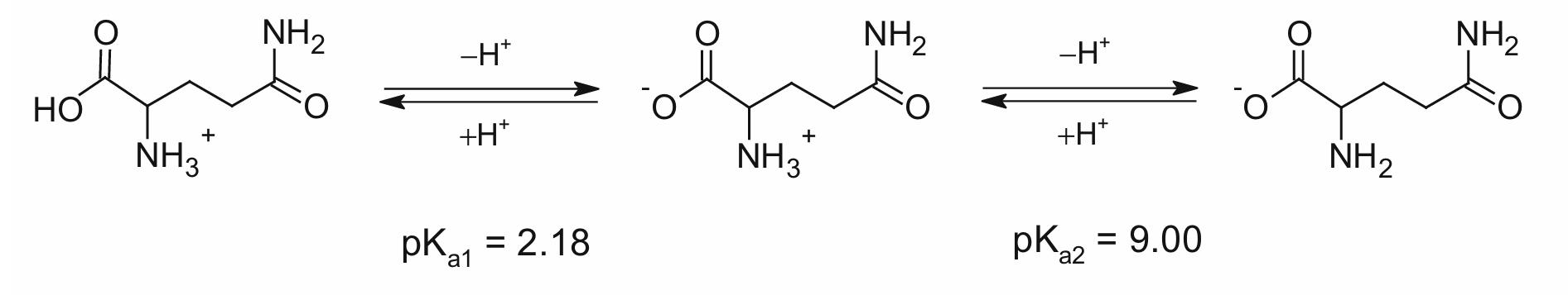 Protolytic forms of glutamine (Gln).