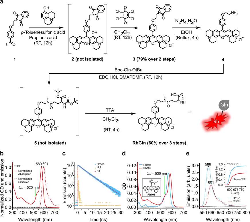 Characterization of fluorescent rhodamine-tagged glutamine.