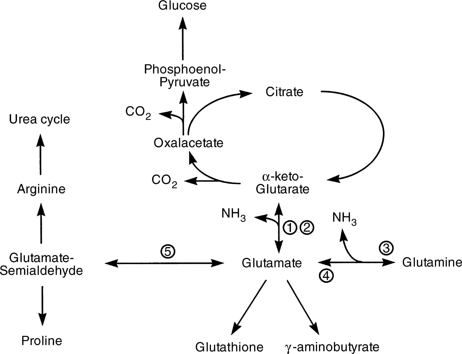 Biochemistry of glutamine(Gln) metabolism. 