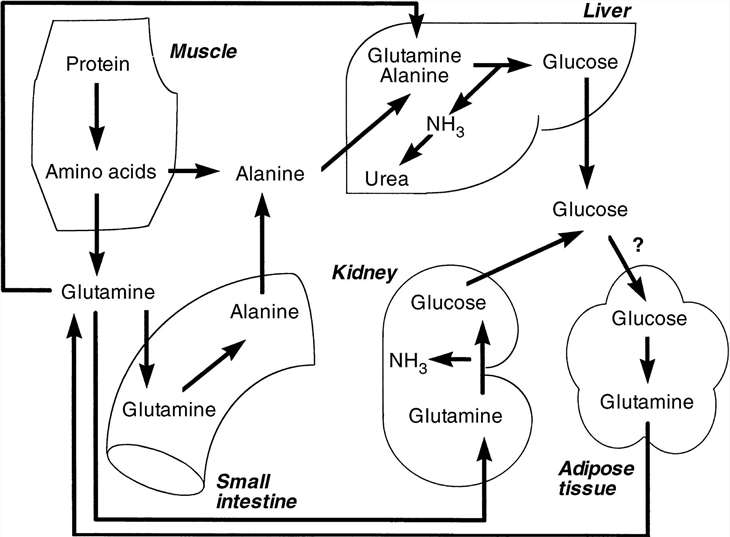 Release and uptake of glutamine(Gln) by various organs in humans.