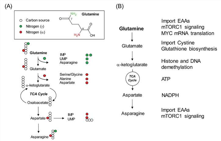 Glutamine(Gln) catabolism and its cellular functions.
