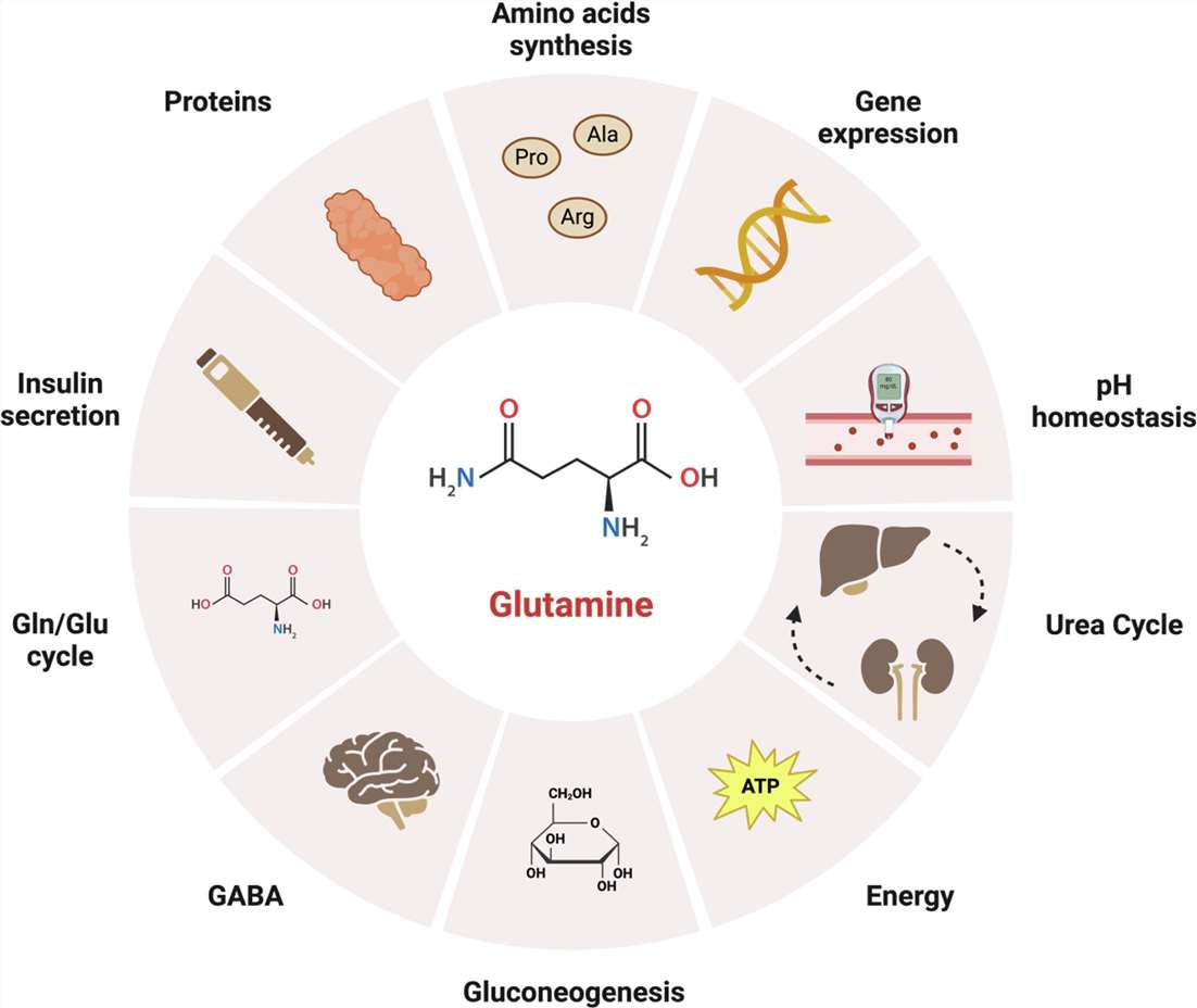 The pivotal role of glutamine(Gln) in the cellular metabolism.