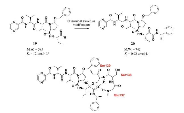 C-terminal structure modification to improve the activity against serine protease