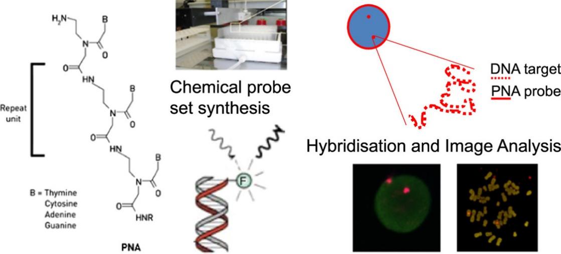 PNA probe for Fluorescence in situ hybridization (FISH).
