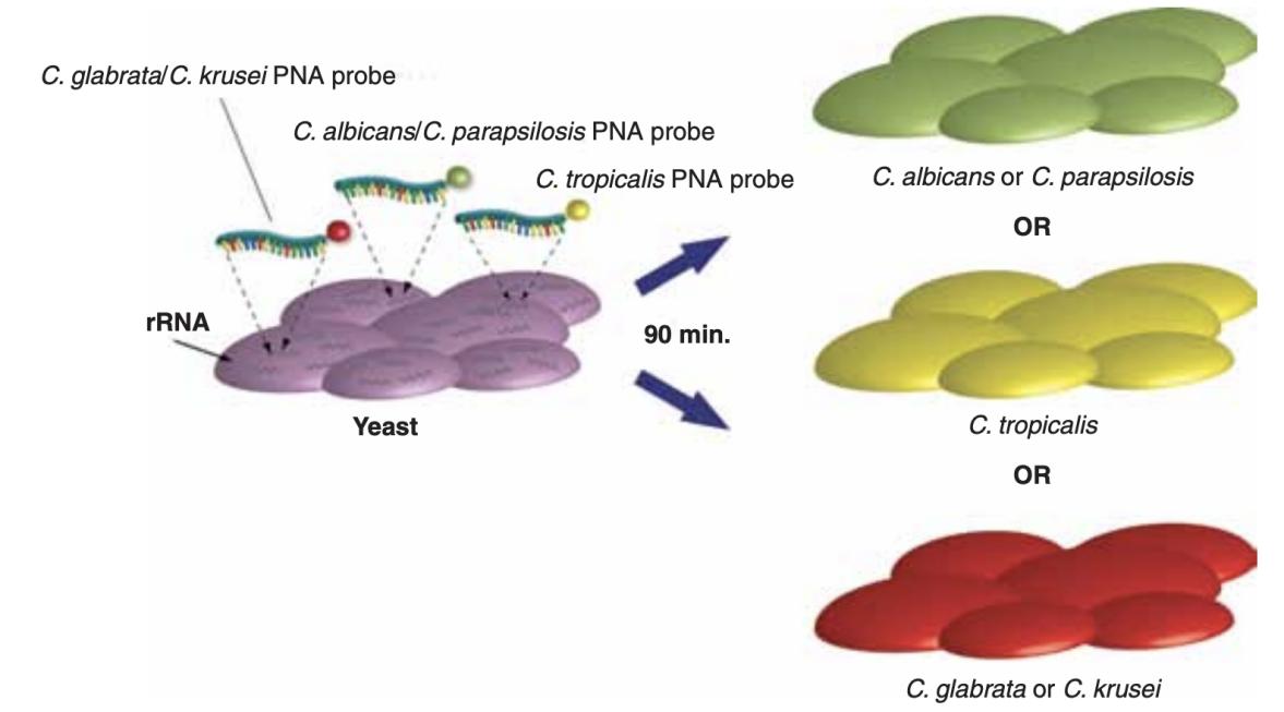 The labeling process with the PNA Fluorescence in situ hybridization (FISH) probe.