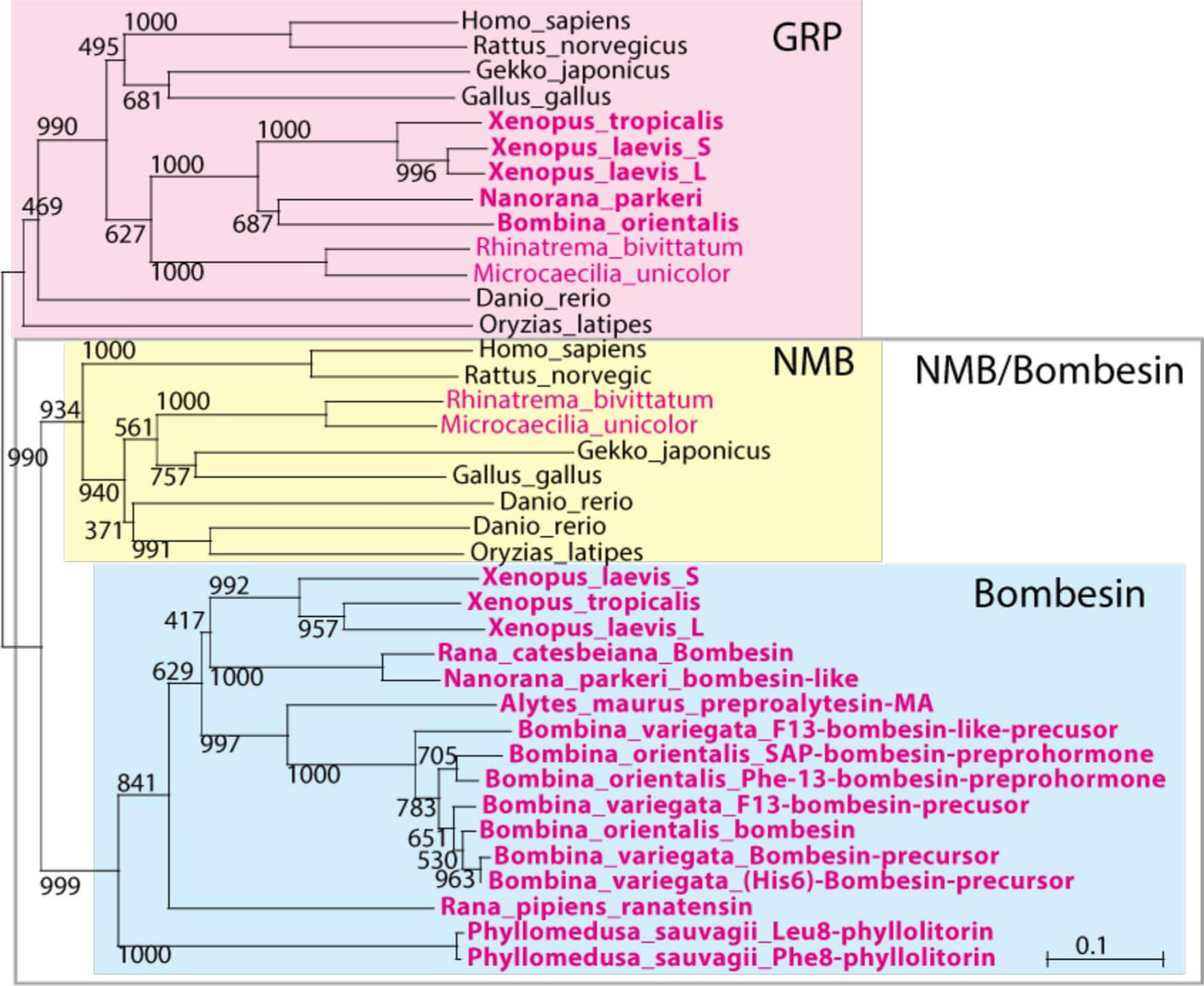 GRP/NMB/bombesin family peptides.