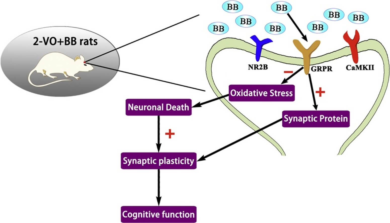 Administration of bombesin improved cognitive deficits in rats.